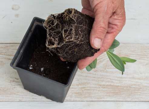 Эустома - фото, выращивание из семян в домашних условиях, в горшке, посадка в открытый грунт