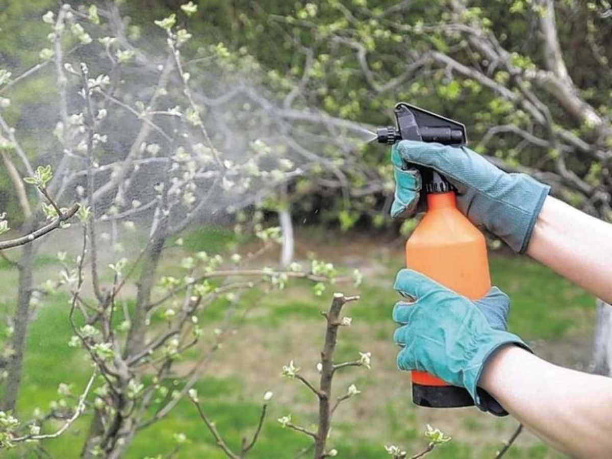 Соверен - опрыскивание деревьев плодовых, фруктовых - яблонь, слив, груш от вредителей. как правильно опрыскивать, при какой температуре?