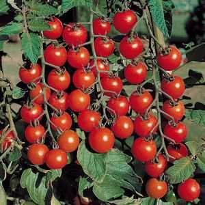 Наиболее популярные сорта помидоров для открытого грунта