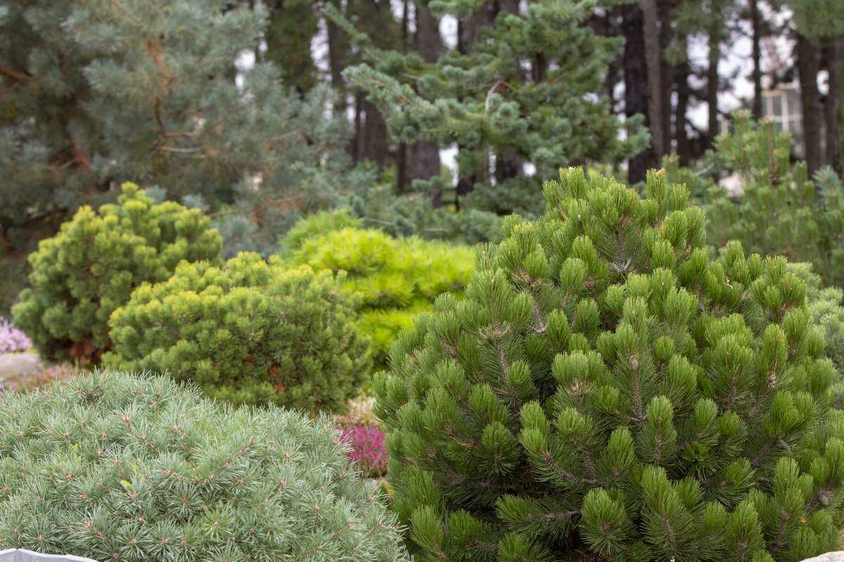 Сосна кедровая сибирская: фото дерева, посадка, уход за сибирским кедром, характеристики дерева