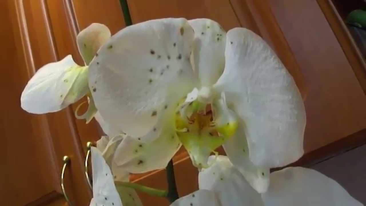 Обзор самых распростроненных болезней орхидей