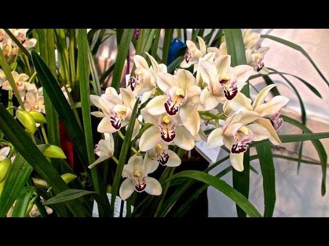 Данного рода орхидею рекомендуется выращивать в специально обустроенной комнате, так как в обычном помещении очень нелегко создать условия максимально приближенные к природным