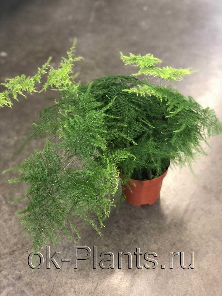 Аспарагус перистый плюмозус (asparagus plumosus) или щетинковидный - сетацеус (setaceus): размножение и уход в домашних условиях, фото комнатного растения