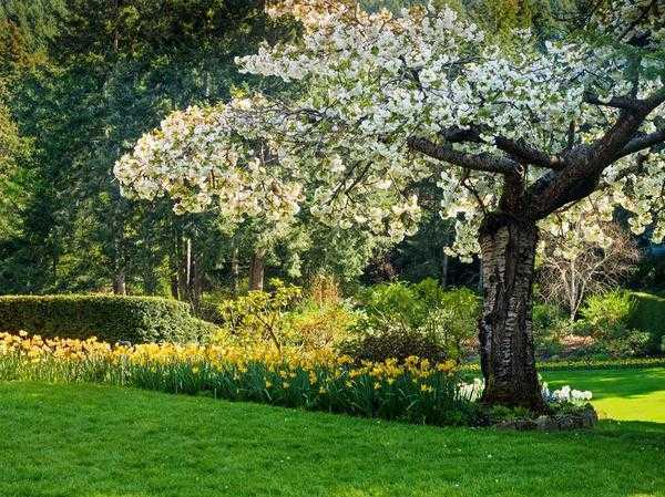 Клумба в приствольном круге: какие цветы посадить под деревьями | zelenysad.ru