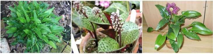 Луковичное растение сцилла (Scilla) является многолетником и относится к семейству лилейных В природе их можно повстречать в умеренных областях Азии, в Европе, в Южной и Центральной Африке
