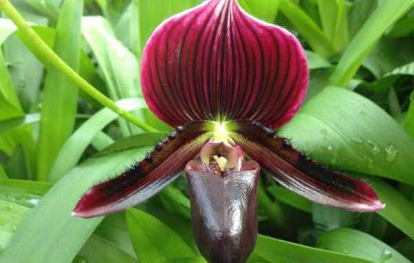 Травянистый многолетник орхидея пафиопедилум (Paphiopedilum), либо Венерин башмачок, либо пафиопедилюм, является представителем семейства Орхидные