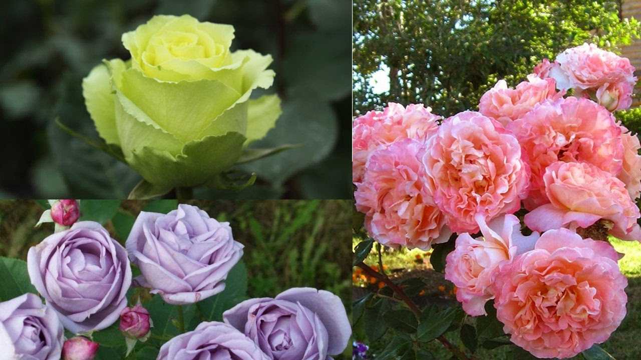 Голубые розы — мечты и воплощения | о розе
