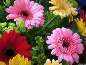 Цветы герберы (56 фото): розовые, желтые, оранжевые, красные, разноцветные в горшках, как выглядят садовые