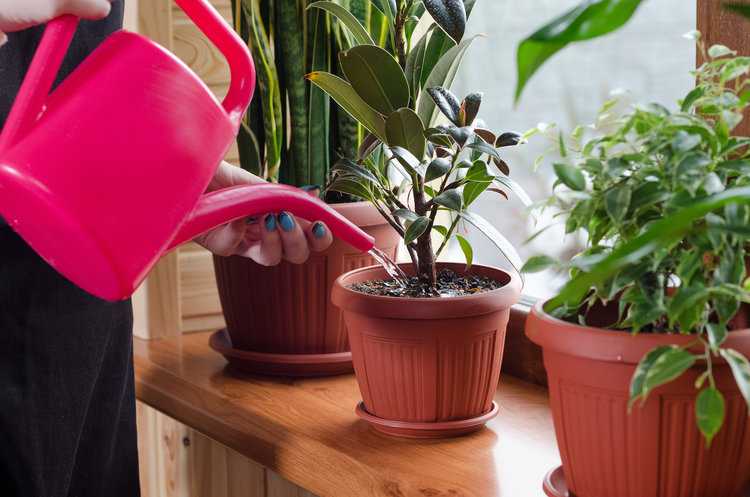 Выращивание герани из черенков в домашних условиях. как вырастить герань | дачная жизнь