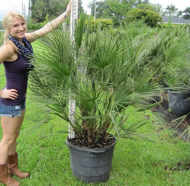 Хамеропс - фото пальмы, выращивание из семян, уход в домашних условиях, болезни