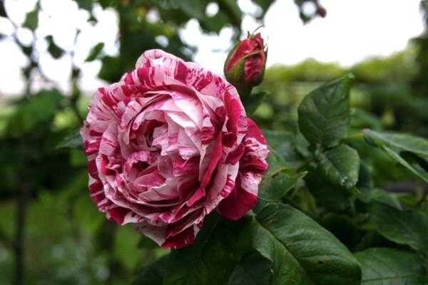 Парковая роза – правила посадки, ухода, размножения и пересадки, использование в ландшафте