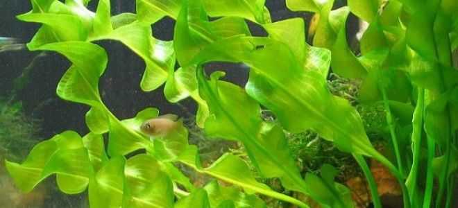 Аквариумное растение амбулия или лимнофила: условия содержания - ribulki.ru