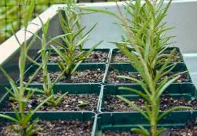 Агротехника розмарина в квартирах: как посадить, размножать, поливать