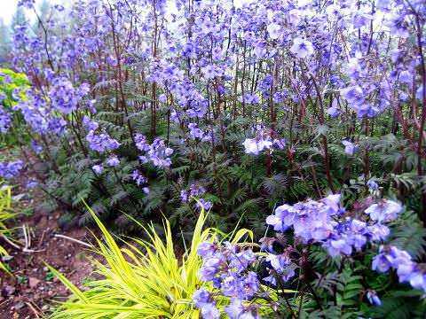 Синюха голубая - интересное, нетребовательное к условиям произрастания, растение с минимальным уходом в вашем саду Уход, посадка и размножение растения