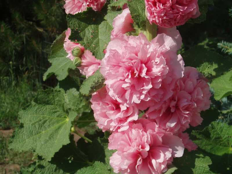 Шток роза: фото, посадка и уход за многолетним цветком