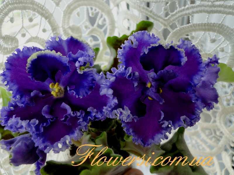 Белые фиалки: сорта с названиями и фото цветов с голубой каймой и фиолетовой серединкой