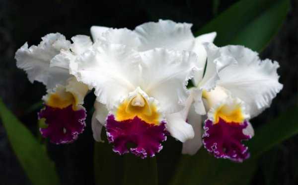 Прекрасный цветок — дракула! подробная информация об этом сорте орхидей и его фото