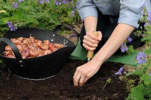 Как и когда посадить луковицы гладиолуса в открытый грунт