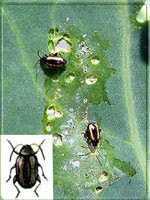 Крестоцветная блошка (Phyllotreta crusiferae), либо капустная блошка ― это насекомое, которое относится к виду земляных блошек подсемейства Козявок семейства Жуков-листоедов