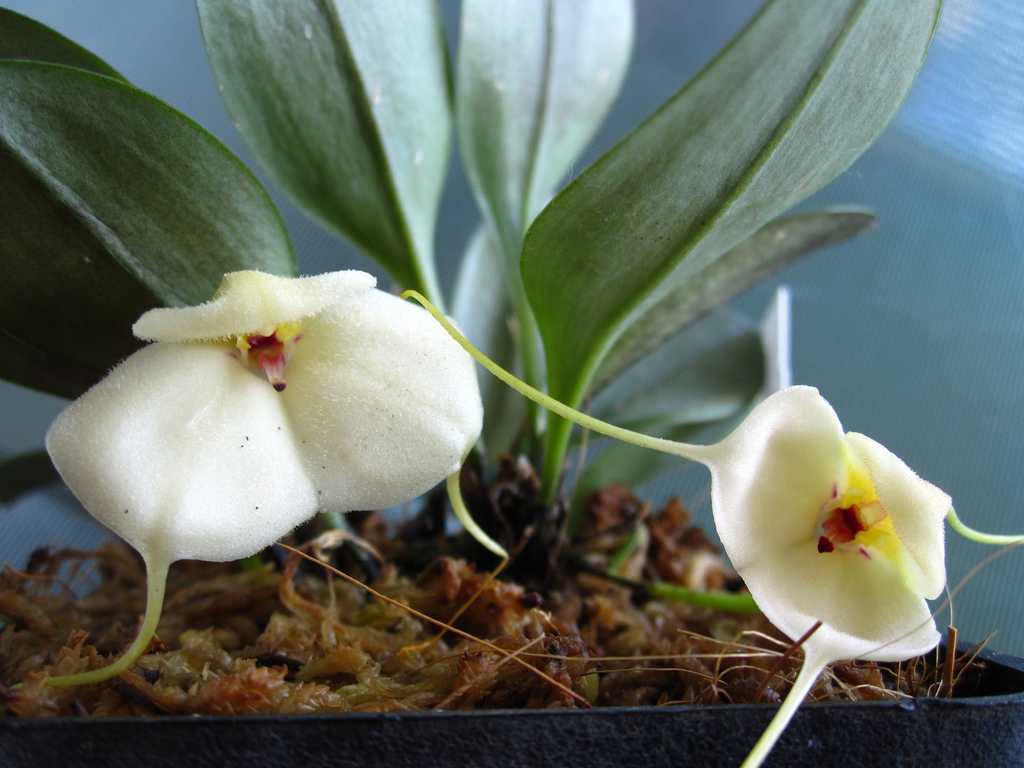 Нежные орхидеи мини: уход в домашних условиях