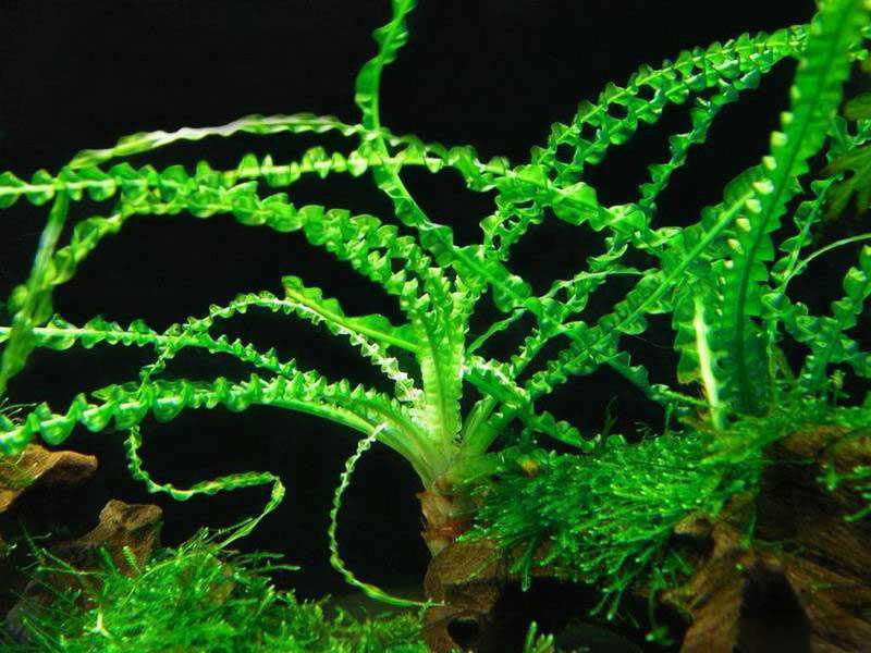 Кринум аквариумный: содержание растения, виды, размножение, фото