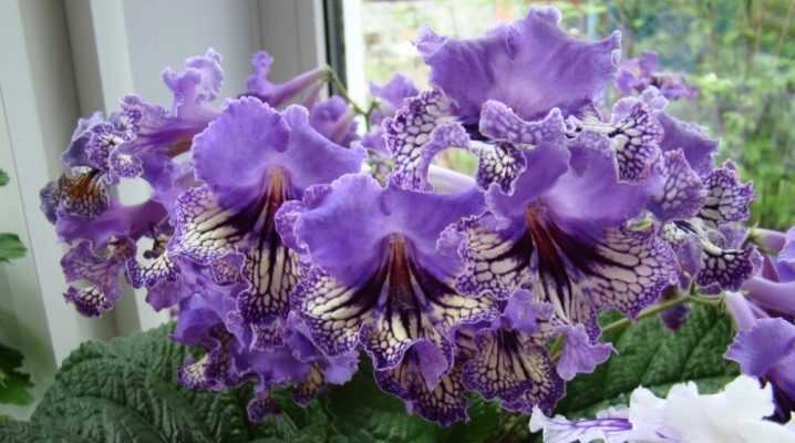 Удивительный домашний цветок набирает все большую популярность у цветоводов Как ухаживать за стрептокарпусом дома, чтобы он радовал продолжительным цветением