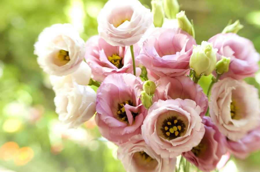 Цветы-аналоги розы: как выглядят и как за ними ухаживать?