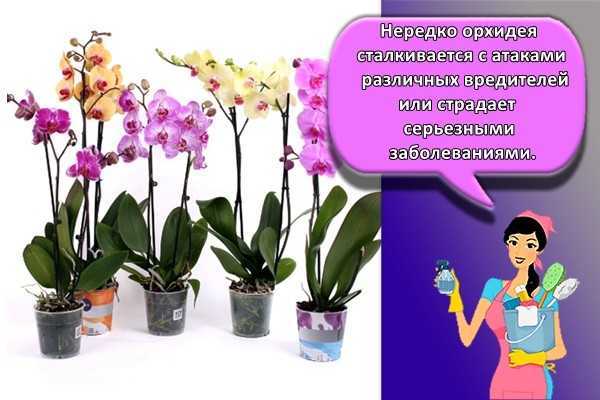 Орхидея камбрия: описание разновидностей и условия выращивания - проект "цветочки" - для цветоводов начинающих и профессионалов