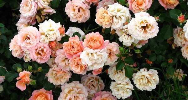 Секреты выращивания почвопокровной розы йеллоу фейри