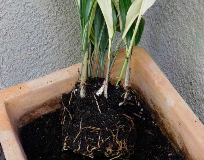 Цветок аспидистра: описание комнатного растения, как правильно посадить и ухаживать за аспидистрой