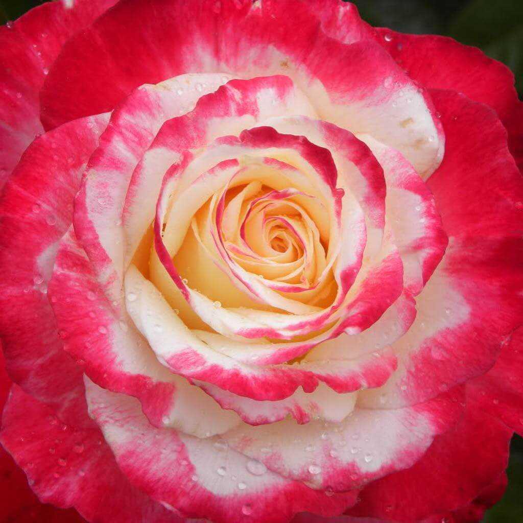 Чайно-гибридная роза августа луиза: описание сорта, фото, отзывы о выращивании, основные характеристики цветка, посадка и уход