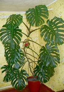 Растение монстера (Monstera) является представителем семейства Ароидные Этот род объединяет примерно 50 видов В природе их можно повстречать на территории Центральной и Южной Америки