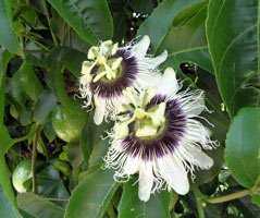Цветок пассифлора: фото, описание, условия выращивания, уход в домашних условиях, размножение пассифлоры
