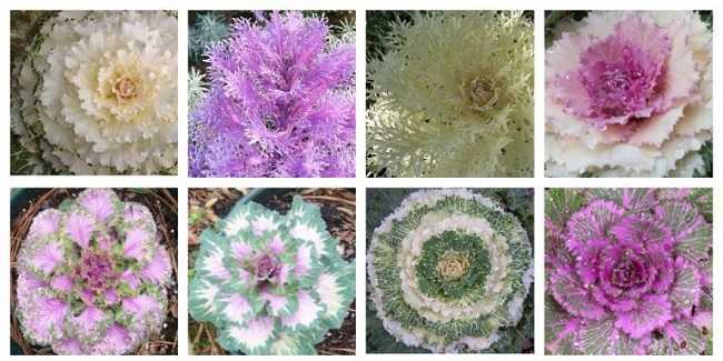 Цветочная декоративная капуста: посадка и уход в открытом грунте, виды и сорта листовой брассики, особенности выращивания