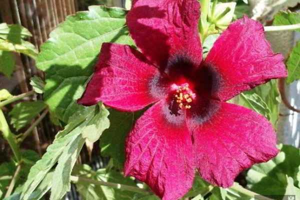Цветок гибискус садовый: описание, посадка и уход в открытом грунте, сорта, размножение, приметы