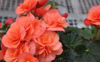 Розы: посадка осенью и весной, особенности выращивания и уход за цветами