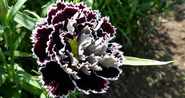 Гвоздика турецкая — бородатый цветок зевса: выращивание, посадка и уход