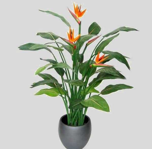 Экзотический цветок – стрелиция. выращивание в домашних условиях, также из семян и практические рекомендации