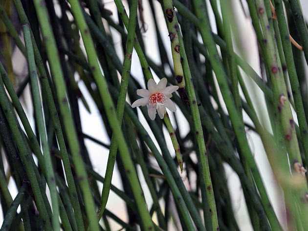 Комнатное растение кактус рипсалис (rhipsalis garth.)