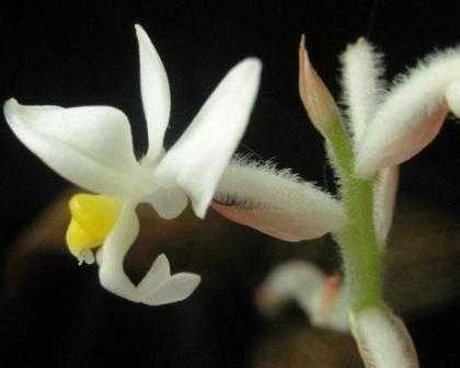 Лудизия – уход в домашних условиях. выращивание орхидеи лудизии, пересадка и размножение. описание, виды. фото