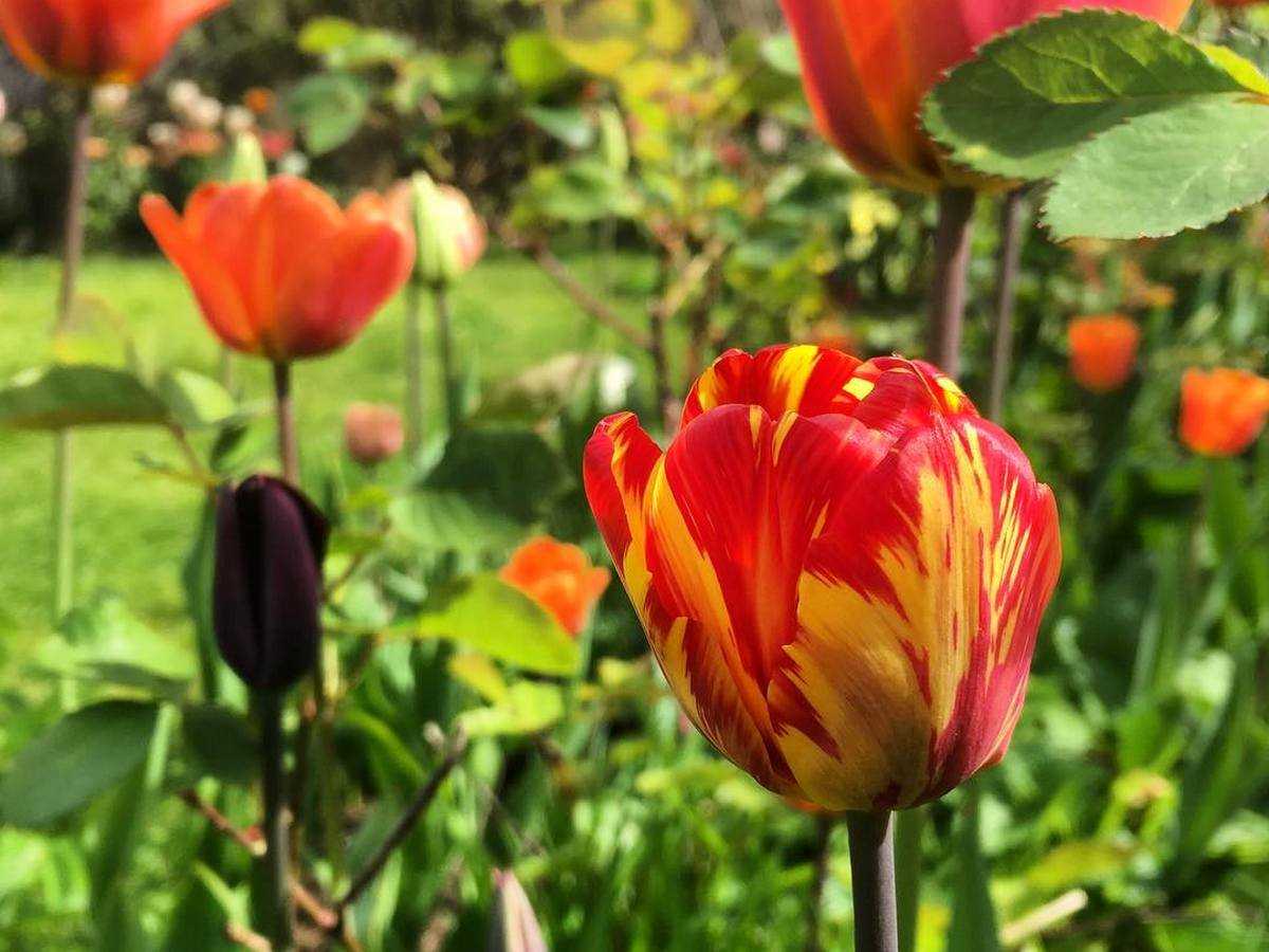 Растение тюльпан- ботаническая характеристика и строение — проект; цветочки; для цветоводов начинающих и профессионалов