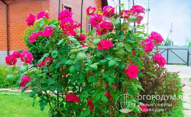 Роза дон жуан: фото, описание и отзывы