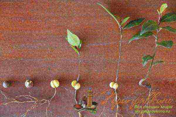 Лавровое дерево: выращивание и уход в домашних условиях, болезни и вредители, условия для благородного лавра
