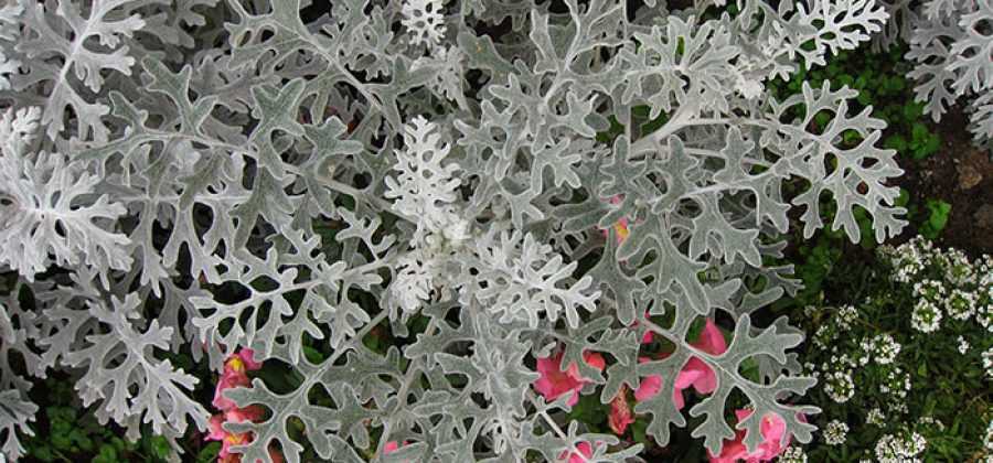 Цинерария приморская «серебряная пыль» (18 фото): посадка и уход. правила выращивания из семян