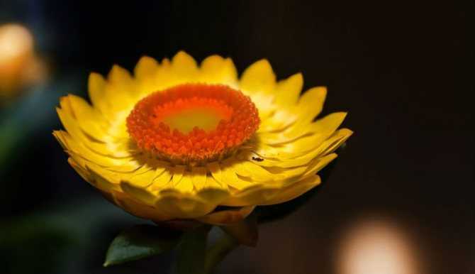 Солнцецвет каменный цветок: посадка и выращивание из семян