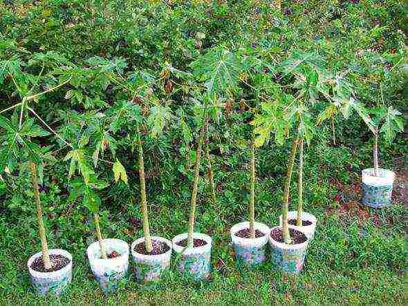 Как вырастить папайю в домашних условиях из семян и ухаживать