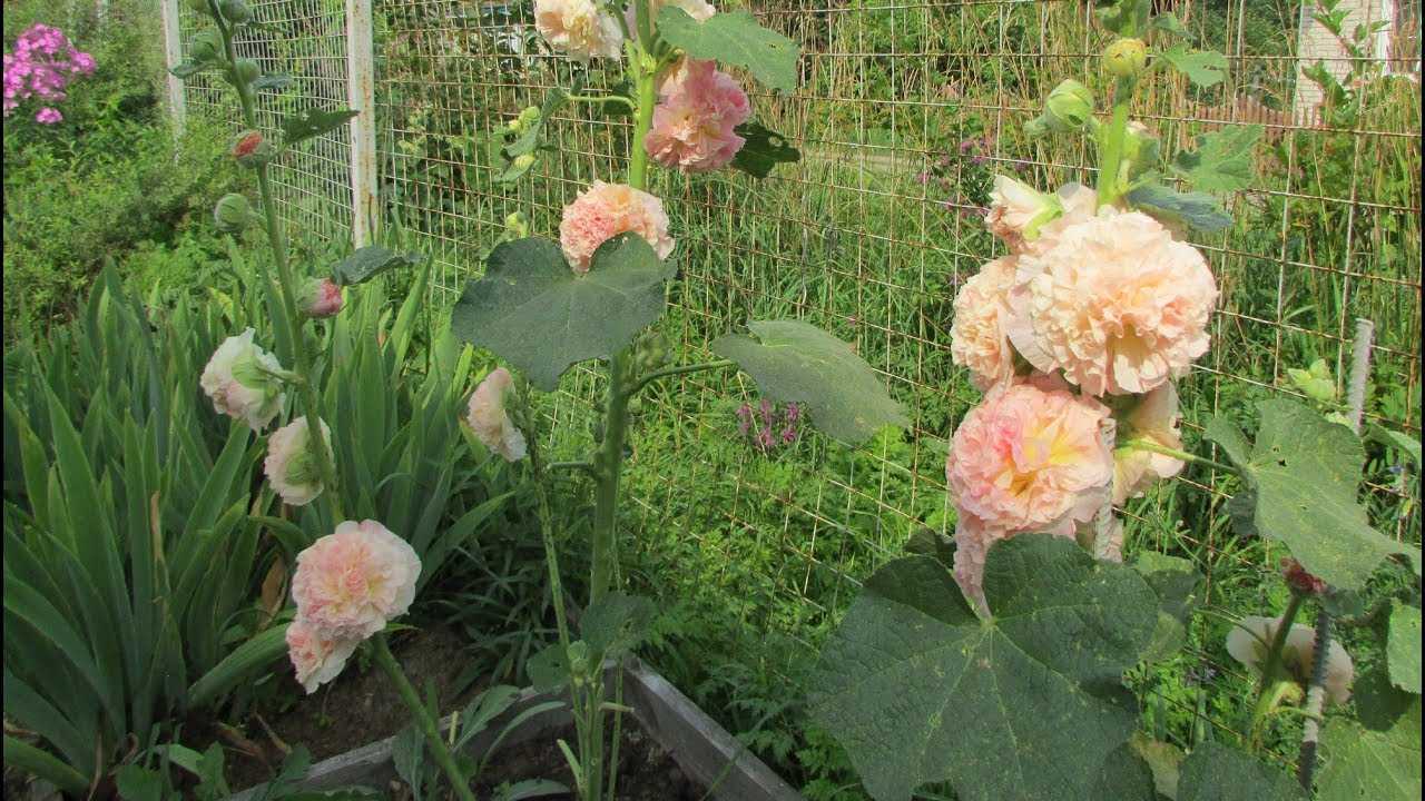 Когда сажать шток розу для выращивания из семян?