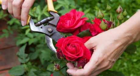 Посадка и уход за розами в саду: правила выращивания и размножения