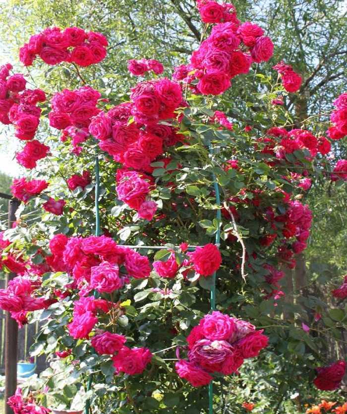 Посадка и выращивание роз весной в сибири + выбор зимостойких сортов