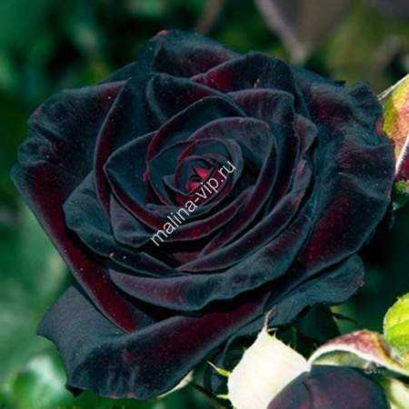 Роза блэк баккара - удивительный черный цветок